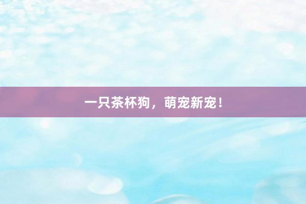 一只茶杯狗，萌宠新宠！
